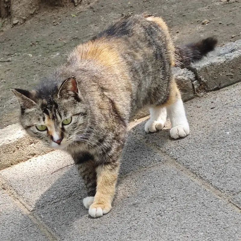 webp