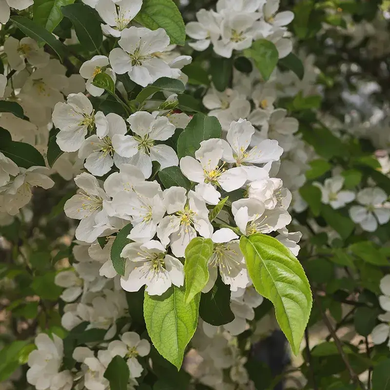 各色植物