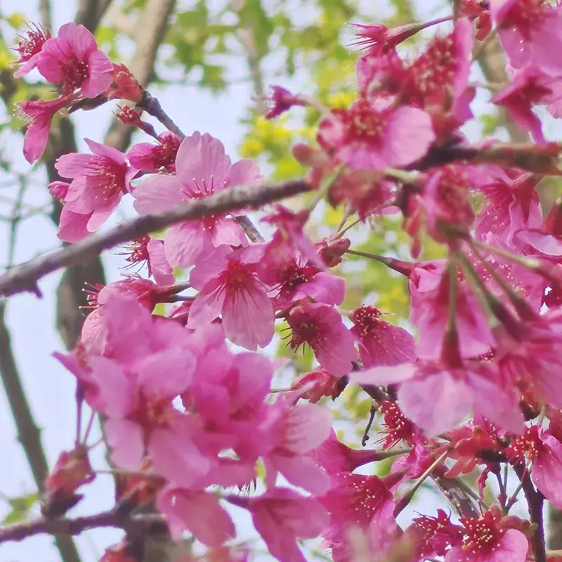 各色植物
