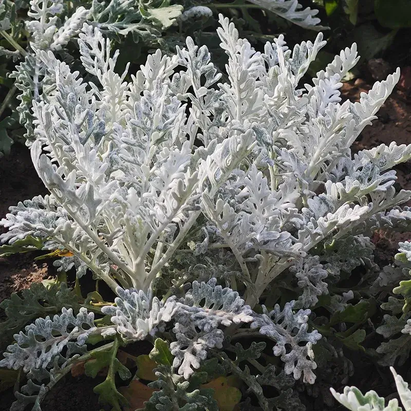 各色植物