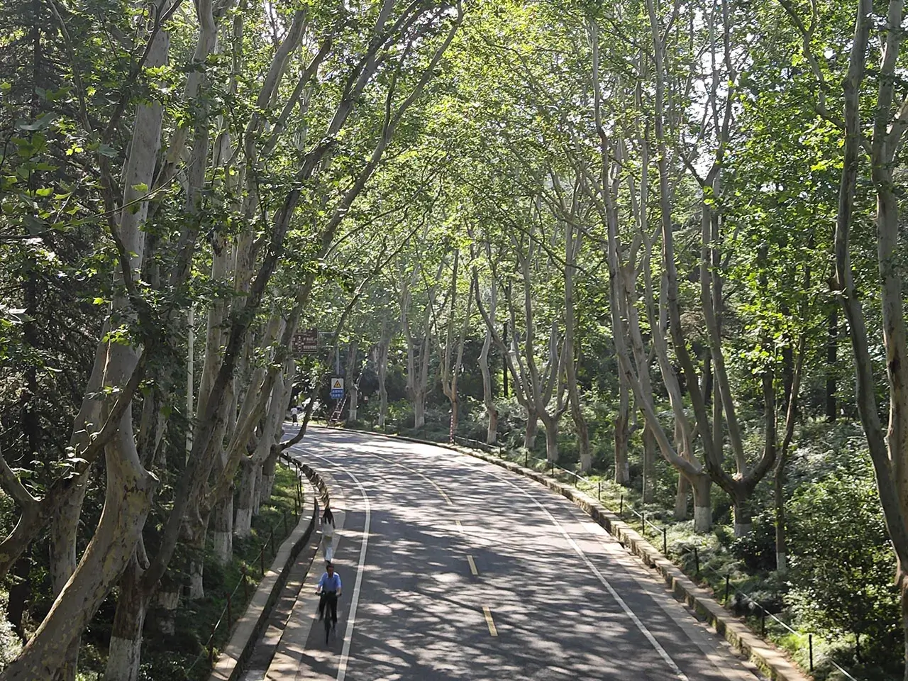 满是梧桐树