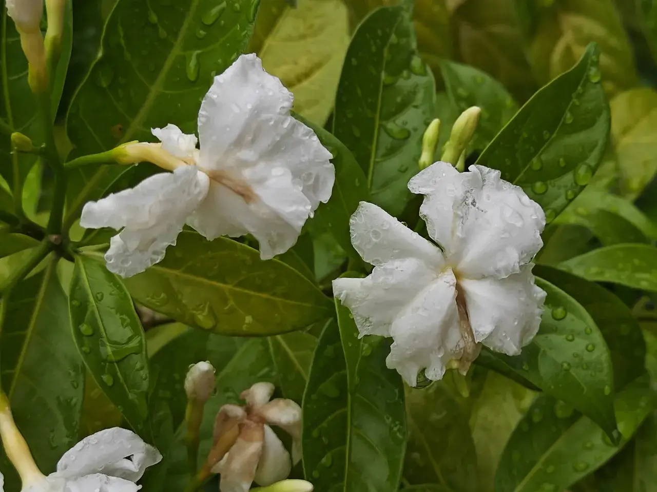 出水茶花