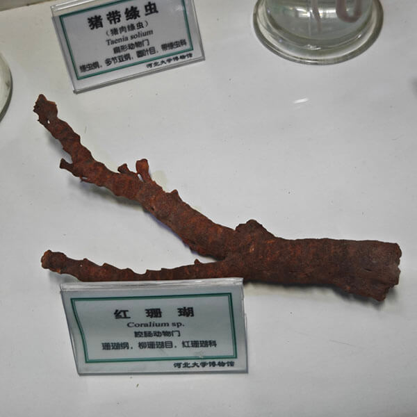 海洋生物标本