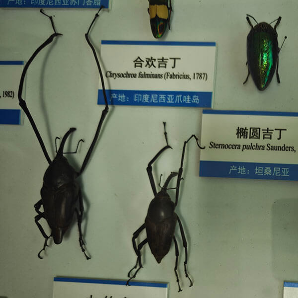 昆虫