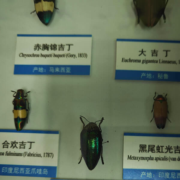 昆虫