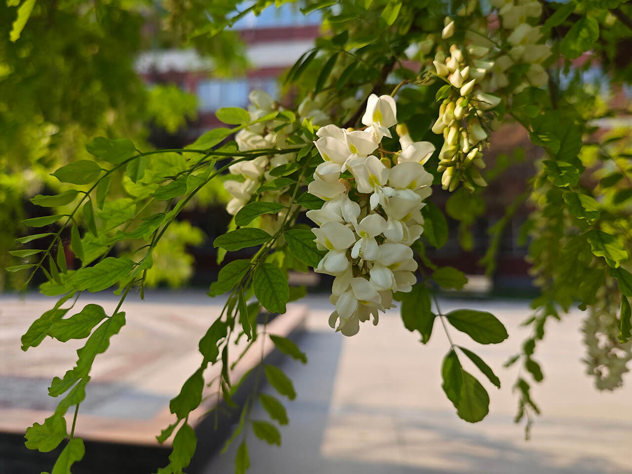 旁边的小花